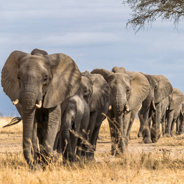 Herd_of_Elephants_Tarangire