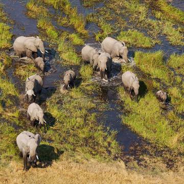 Elephants_Okavango_Delta_L