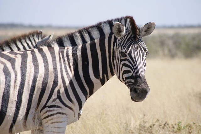 Afrika_2010_685