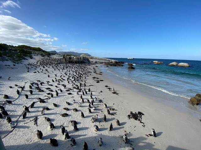 1578_ZA_PinguinsKlimaatopwarming_Ecologisch_1