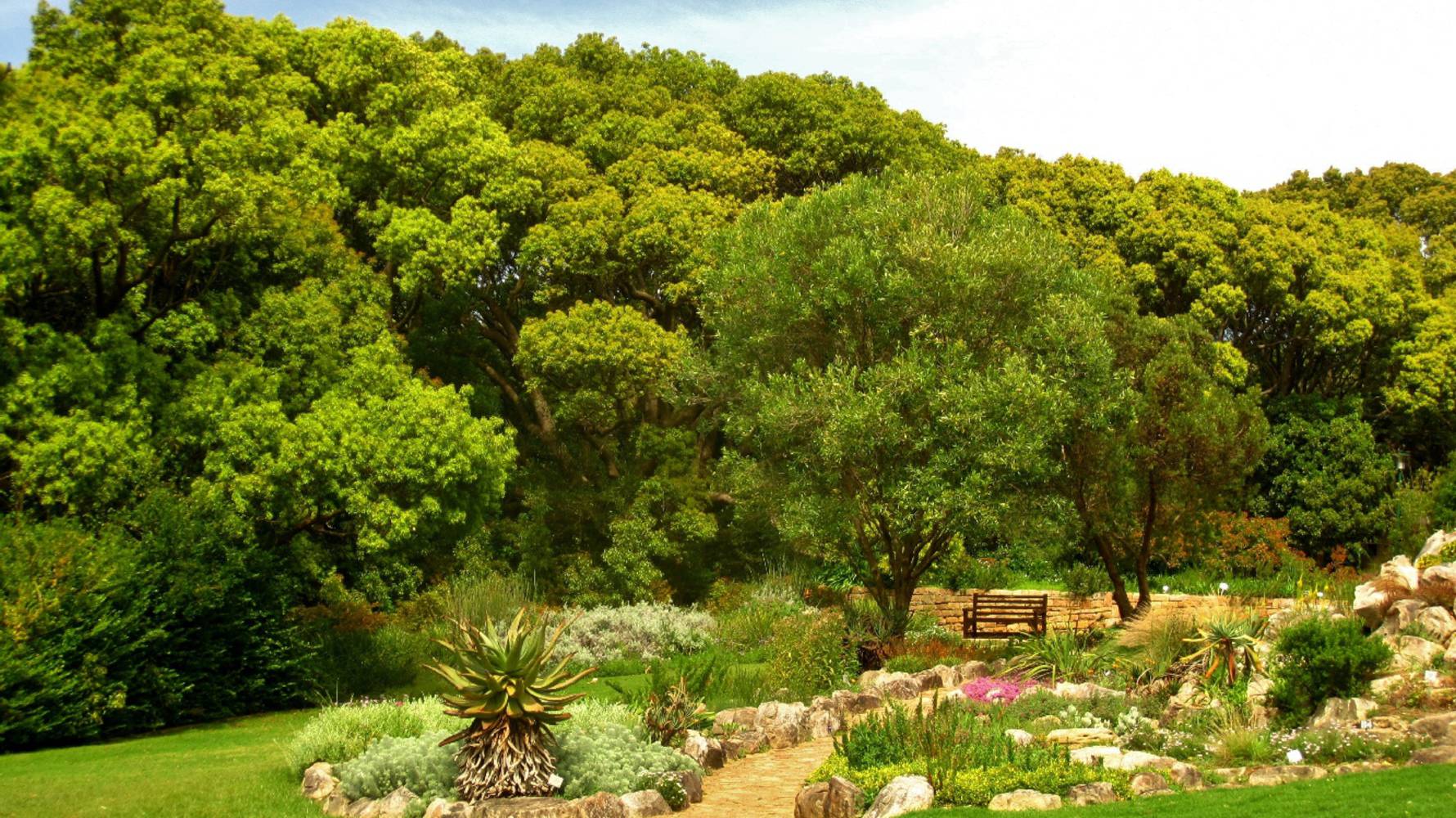 Dag 16. 11.09.11. Kirstenbosch National Botanical Garden
